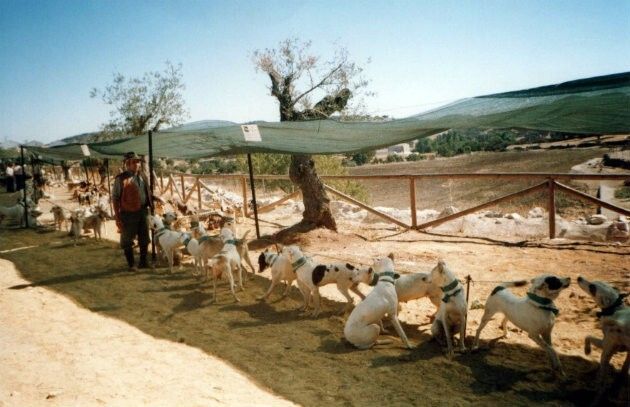 Paterna acoge este sábado una jornada para homenajear al podenco paternino, reconocido como raza autóctona