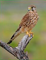 La fauna del parque Moret