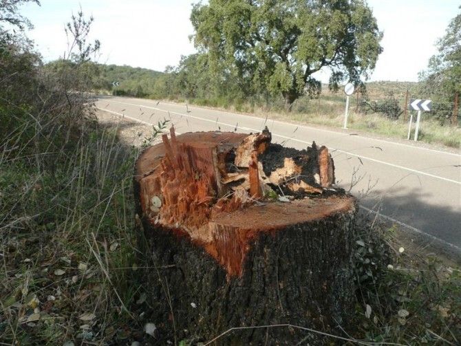 La Diputación paraliza la tala de encinas en la carretera de Berrocal para llegar a un acuerdo con los ecologistas