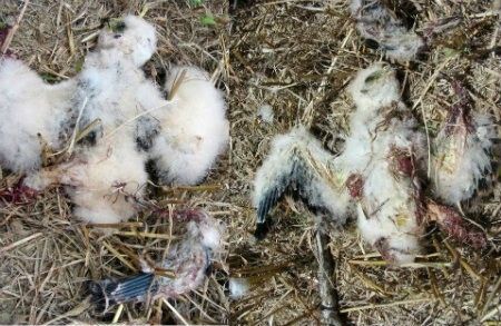 Ecologistas denuncian que la Junta de Andalucía abandona al aguilucho cenizo