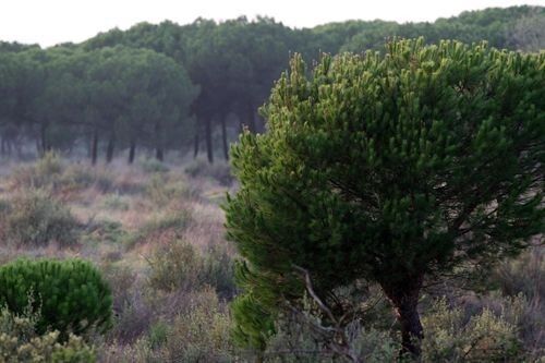 WWF exige al MARM que emita la DIA de Refinería Balboa