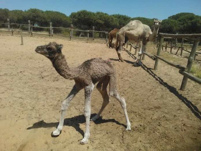 'Gitana', la nueva dromedaria nacida en Doñana