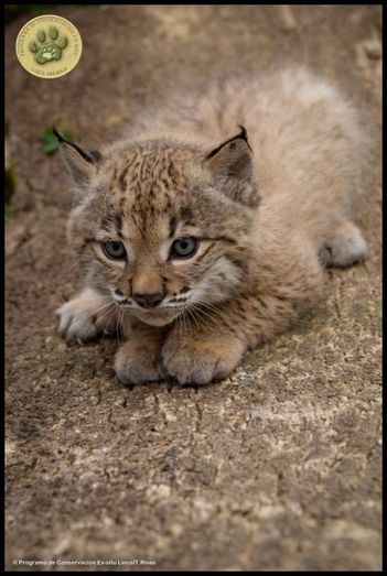 El runrún: Una pequeña lince en busca de nombre