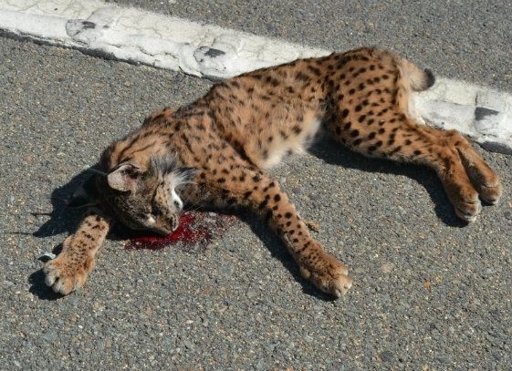 Muere atropellado otro lince en la carretera de Mazagón