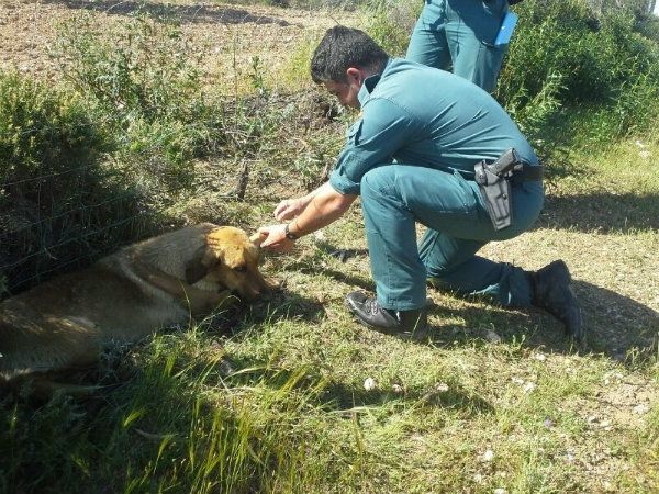Detenidas 17 personas en una operación contra la caza furtiva en la zona de hábitat del lince ibérico en Doñana y su entorno