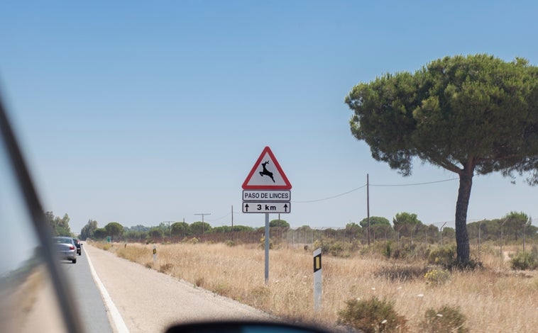 Imagen principal - Lince Ibérico en Doñana