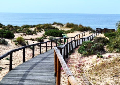 Imagen secundaria 1 - En esta playa de Huelva puedes ver camaleones en libertad: un auténtico paraíso natural en medio de la costa