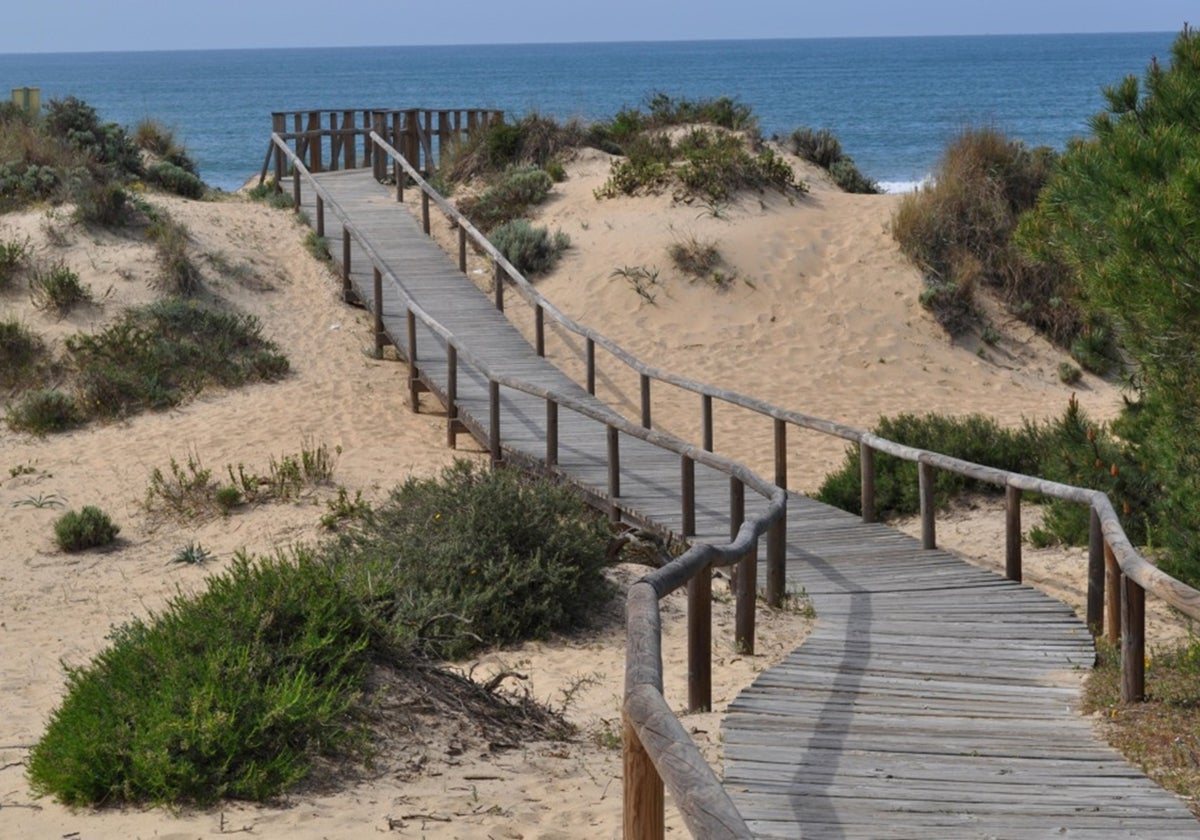 Esta es la playa natural de Huelva en la que puedes ver camaleones en libertad