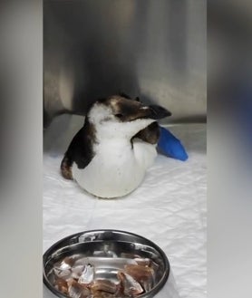 Imagen secundaria 2 - Diferentes imágenes del pingüino europeo encontrado en la playa de Mazagón con un elevado grado de desnutrición, ya en un centro veterinario.