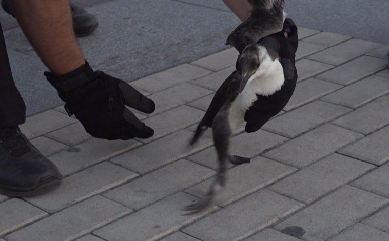 Imagen principal - Diferentes imágenes del pingüino europeo encontrado en la playa de Mazagón con un elevado grado de desnutrición, ya en un centro veterinario.