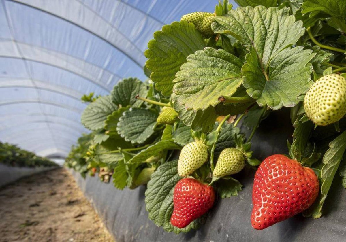 Plantación de fresas en Huelva