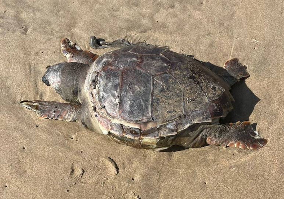 Ejemplar de tortuga marina encontrada en la playa de Los Enebrales