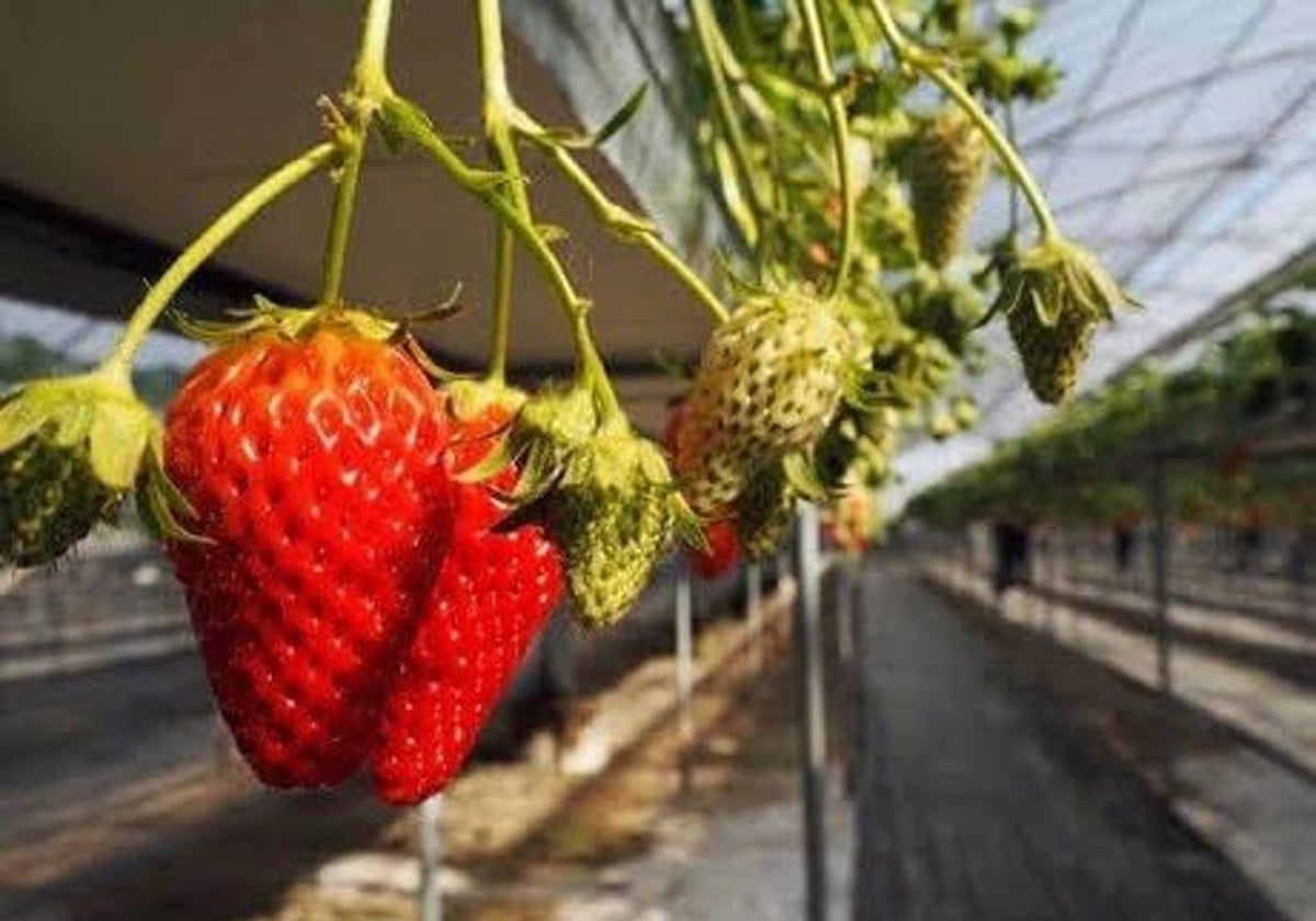 Fresas en una plantación de Huelva