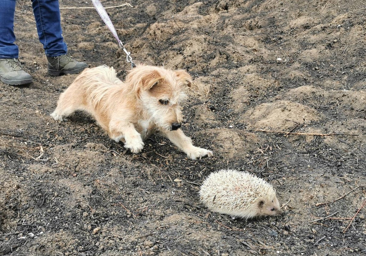 Willow y un erizo rescatado de las cenizas de un incendio en Doñana