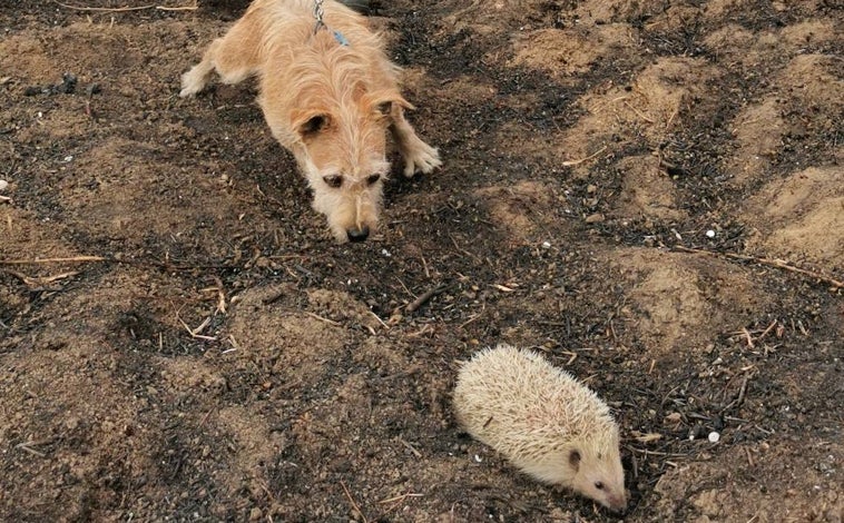 Imagen principal - Willow localiza a un erizo arriba. Abajo, la voluntaria de 'Mujeres por Doñana' que guía al perro y a lado, un erizo recuperándose en el santuario animal 'Wendy Clements'
