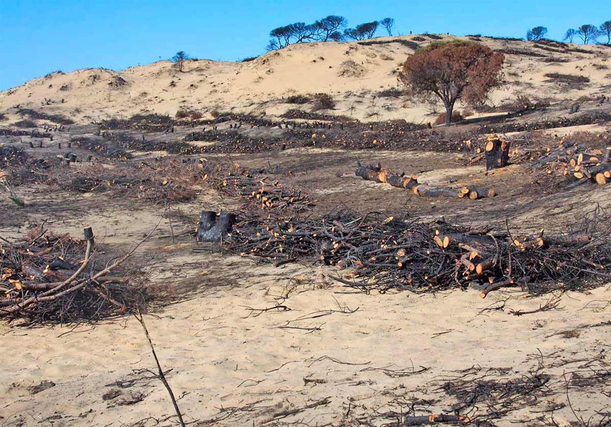 Trabajos en la zona del incendio de Las Peñuelas en Moguer