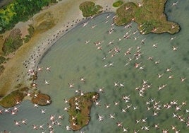 Organizaciones ecologistas entregarán más de 260.000 firmas a la UE contra la PDL de los regadíos en Doñana