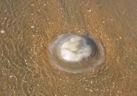 Medusas en Punta Umbría: por qué aparecen y cómo actuar ante una picadura