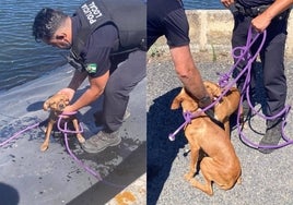 Rescatado un cachorro que había caído a una balsa de agua en Lepe