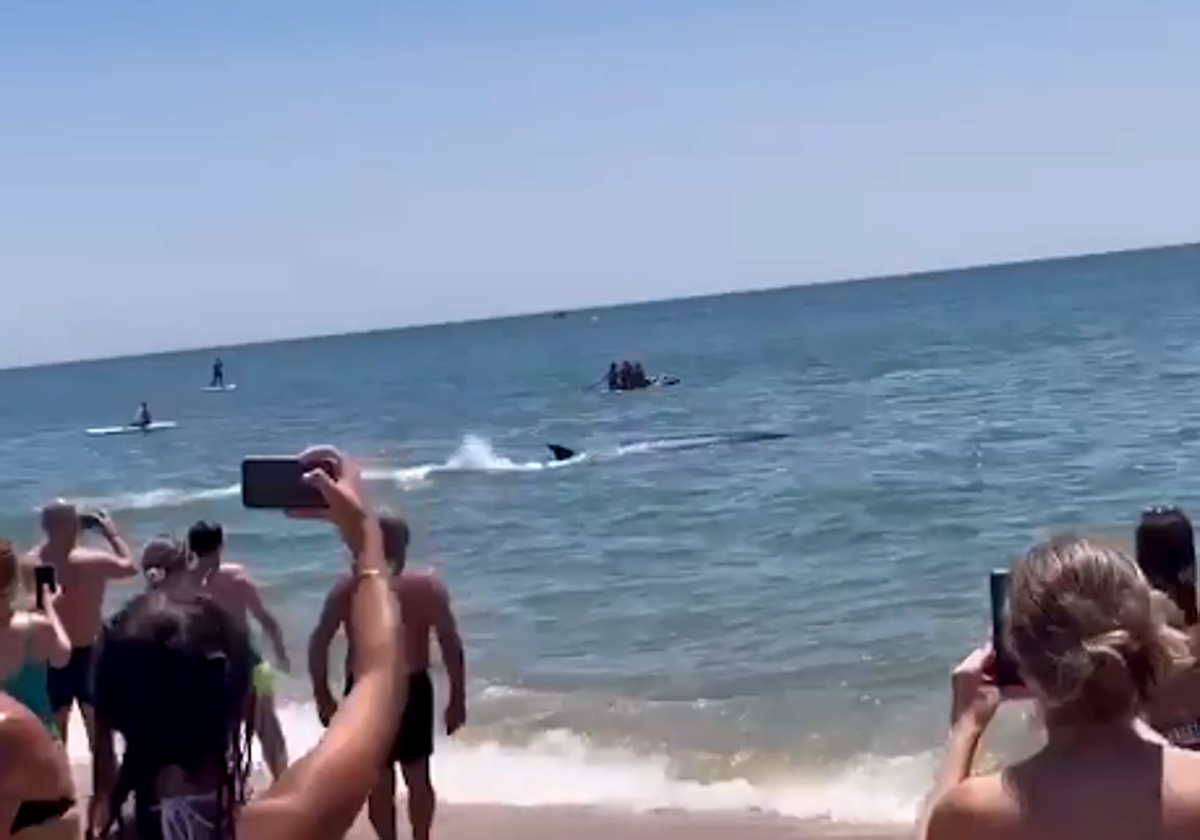 Momento en el que el animal se aproxima a la orilla en La Antilla