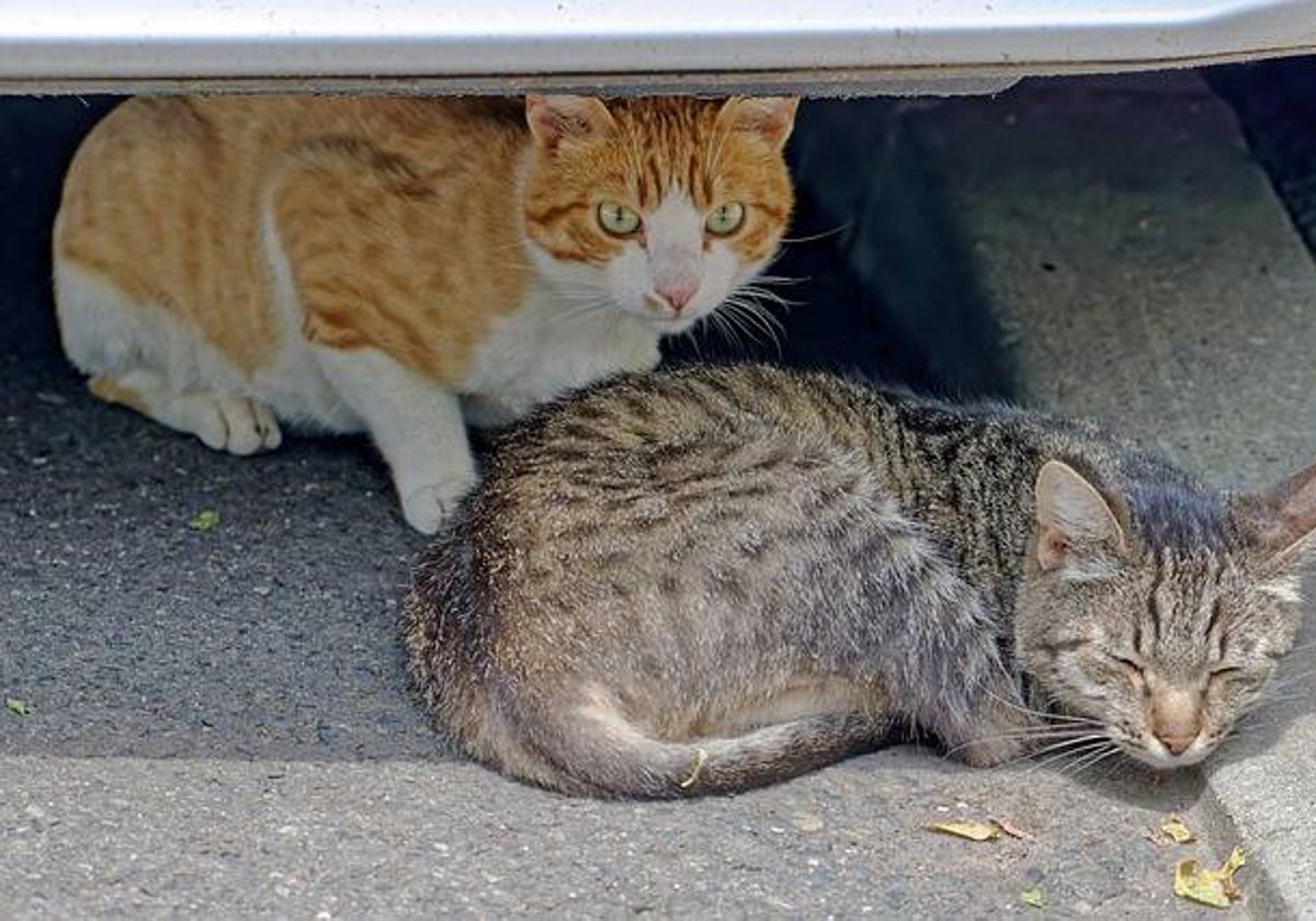 Gatos urbanos
