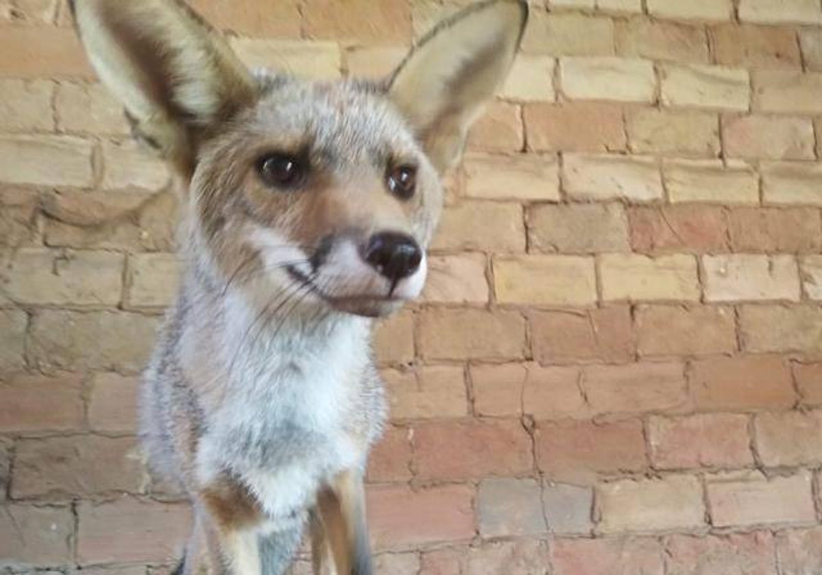 Jetin, el zorro salvaje que ha hecho amigos en un santuario animal de Doñana