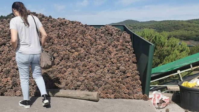 El piñón ibérico elevado a la categoría de manjar