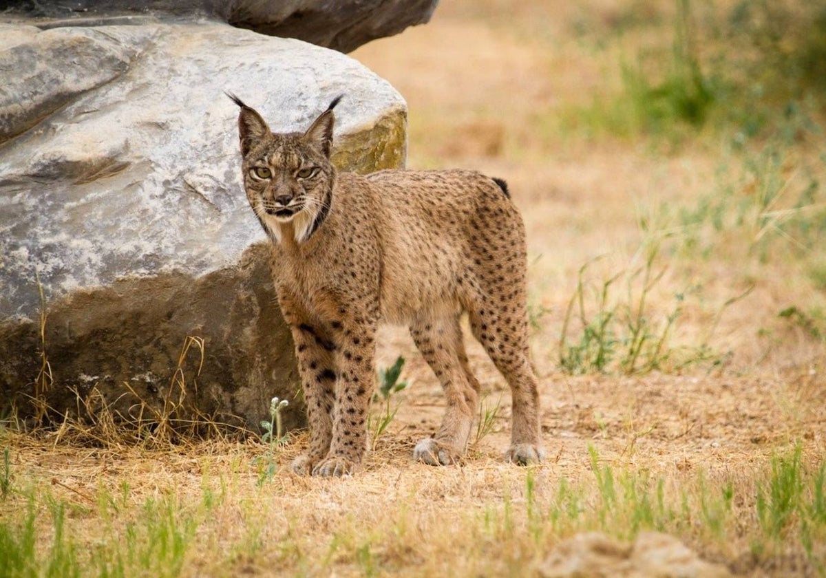 Ejemplar de lince ibérico