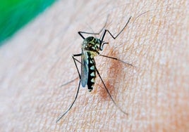 La octogenaria de Arroyomolinos ingresada por Fiebre del Nilo sigue «clínicamente estable»