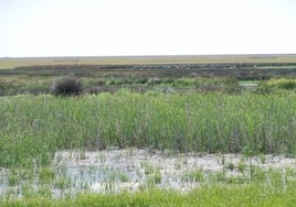 La Unesco podría inscribir Doñana en la Lista del Patrimonio Mundial en Peligro