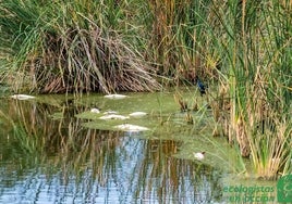 Nueva mortandad  de peces en el Estero Domingo Rubio denunciada por Ecologistas en Acción de Huelva