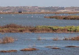 La Fiscalía investiga las extracciones de agua subterráneas en el entorno de Doñana por si hubiera responsabilidad medioambiental