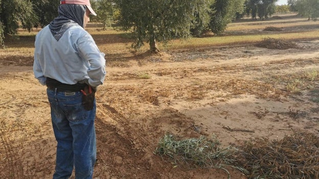 Los robos en las fincas agrícolas dedicadas al olivar se multiplican en esta época