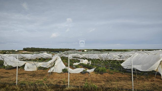 La agricultura ha sufrido muchos daños en Cartaya con los últimos temporales