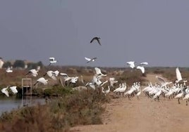 Las cuentas de la Junta consignan la compra de 'Veta La Palma' como inversión en Huelva, aunque la finca está en Sevilla