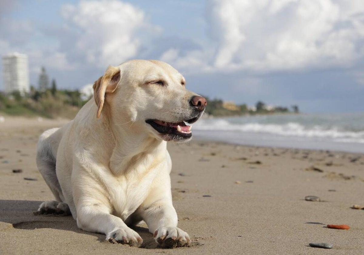 La playas de Matalascañas contará con una nueva zona para mascotas