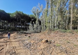 Denuncian la destrucción de varios pasos de lince en el entorno de Doñana