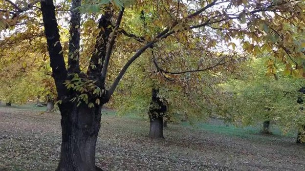 Castaños de la Sierra onubense