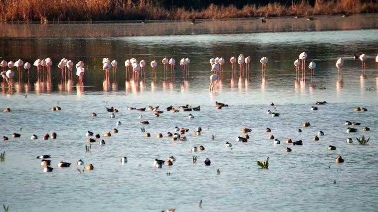 Marisma de El Rocío, donde desembocan las aguas del arroyo de El Partido, de cuya custodia se hará cargo la organización ecologista