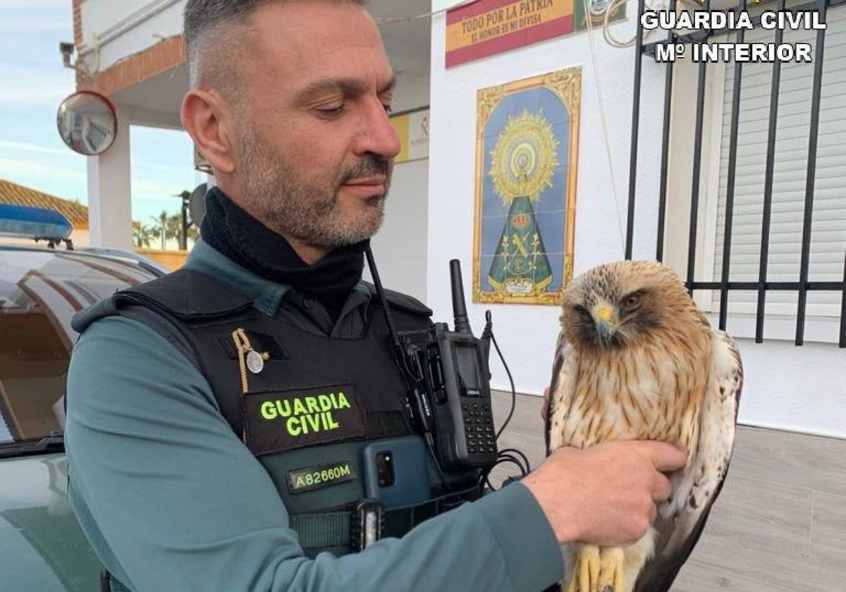 Un agente de la Guardia Civil con el ejemplar de águila calzada recuperado