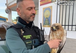 Rescatan a un ejemplar de águila calzada al que varios ciclistas se encontraron en un camino de Cartaya