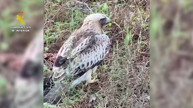 Águila calzada rescatada