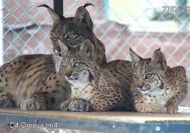 Siete parejas participan en la nueva temporada reproductora del lince ibérico en El Acebuche