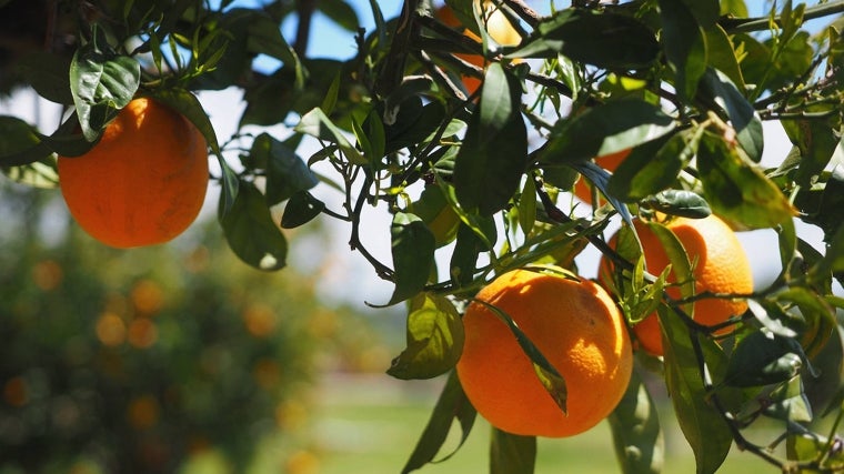 Habrá ayudas para las actividades de innovación agrícola en Huelva