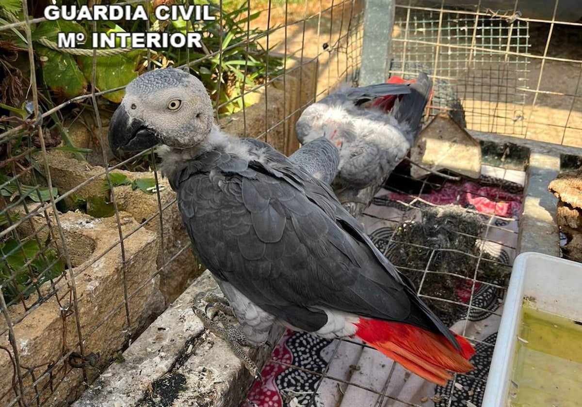 Los loros de cola roja requisados