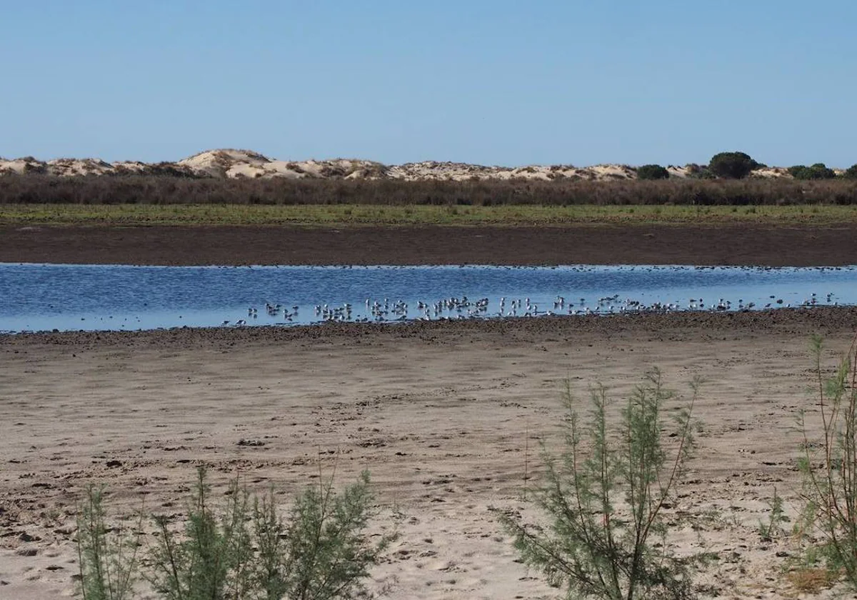 Aves descansando en la laguna de Santa Olalla de Doñana