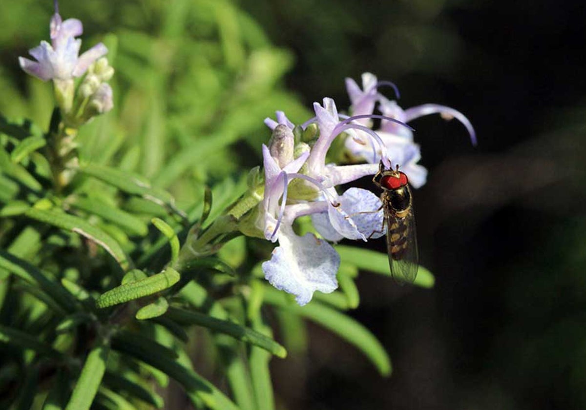 Un insecto en una flor de romero en Doñana