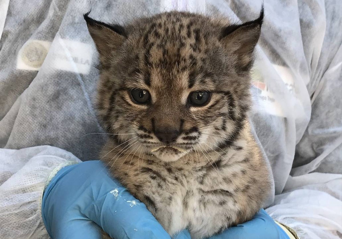Foto de archivo de un cachorro de lince nacido en El Acebuche