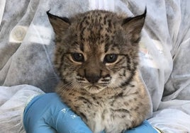 Nacen tres nuevos linces en Doñana