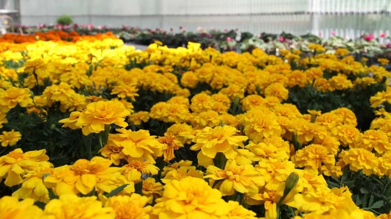 La Diputación ofrece a los ayuntamientos de Huelva 17.000 ejemplares de plantas de temporada